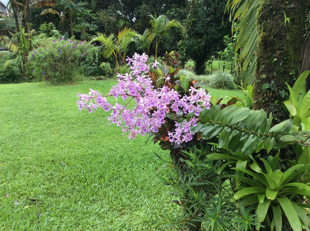 Cabinas Los Guayabos Hotel La Fortuna ห้อง รูปภาพ